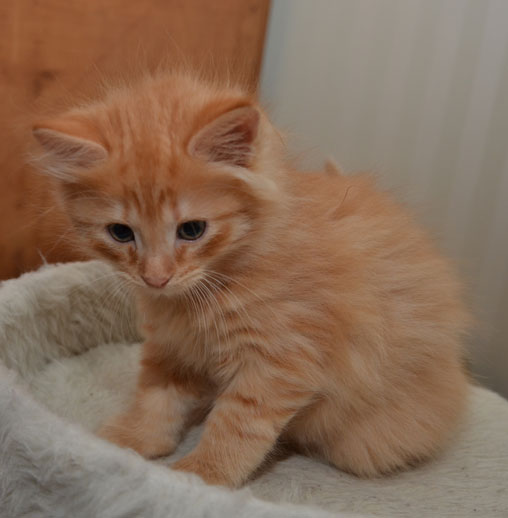 sibirisk katt Prinz