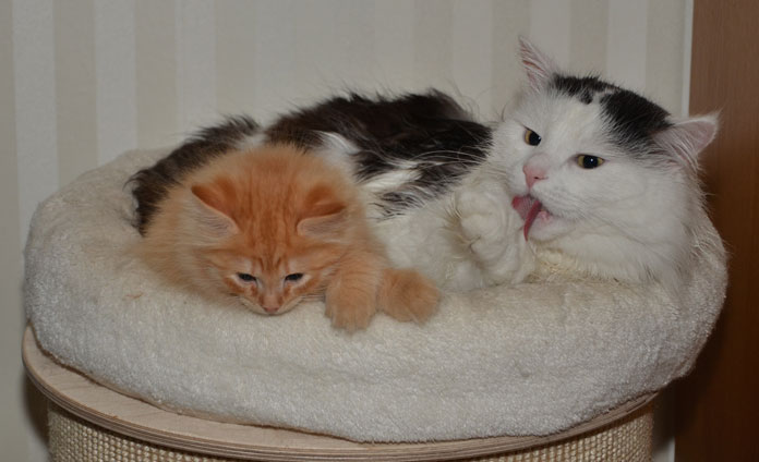 sibirisk katt Prinz och Junior