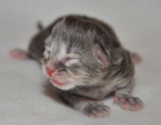 sibirisk katt S-kull