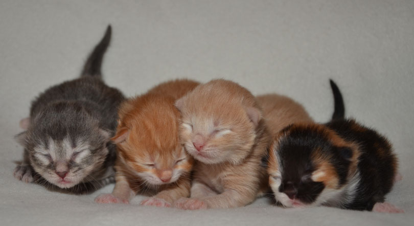 sibirisk kattungar S-kull