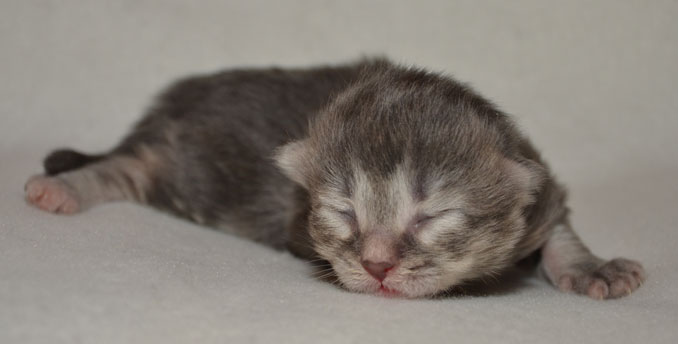 sibirisk kattunge Selene