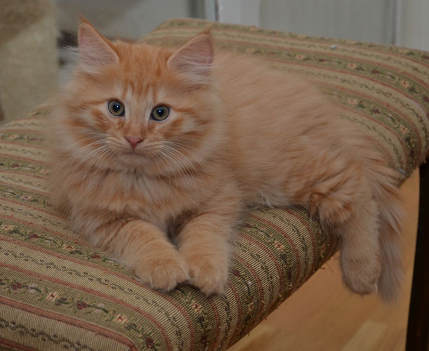 sibirisk kattunge Prinz