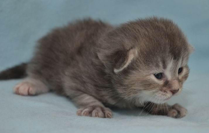 sibirisk kattunge Selene