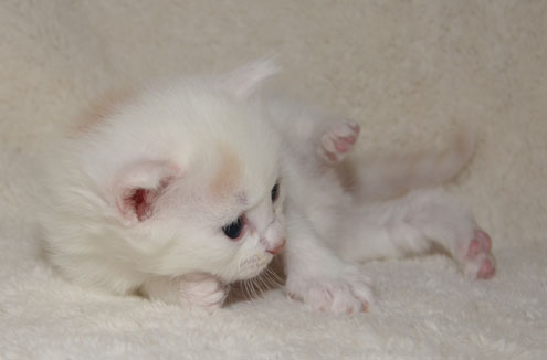 sibirisk kattunge Romeo