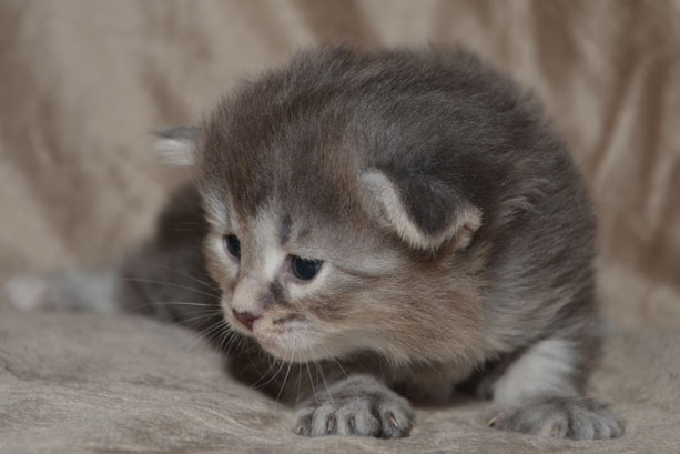 sibirisk kattunge Selene