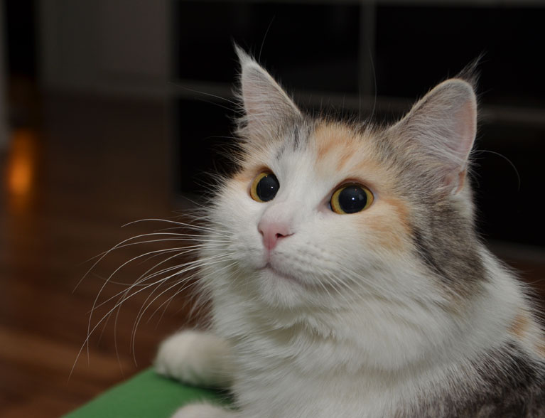 sibirisk katt Lily