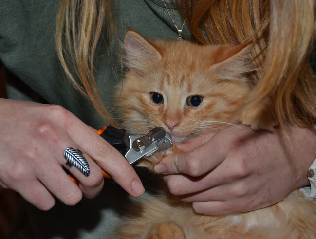 sibirisk kattunge Prinz