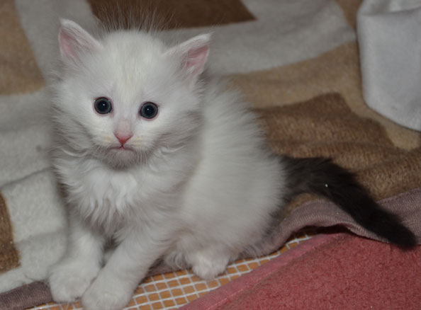 sibirisk kattunge Quorn