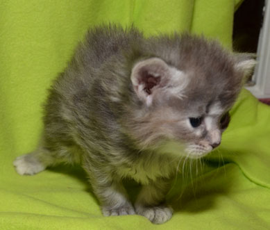 sibirisk kattunge Selene