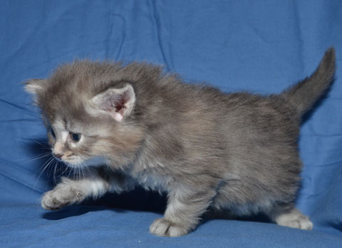 sibirisk kattunge Selene