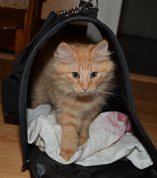 sibirisk kattunge Prinz