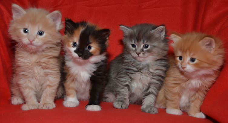 sibirisk kattungar S-kull