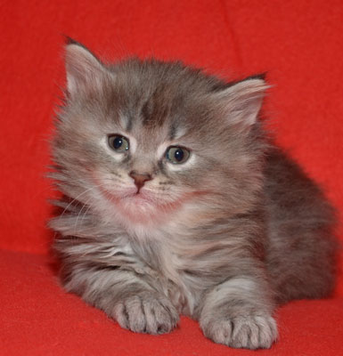 sibirisk kattunge Selene