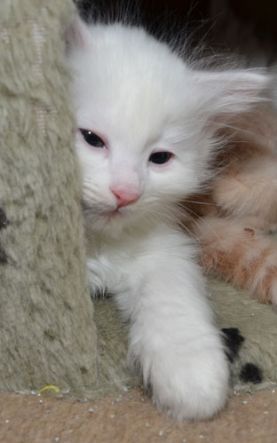 sibirisk katt Quorn