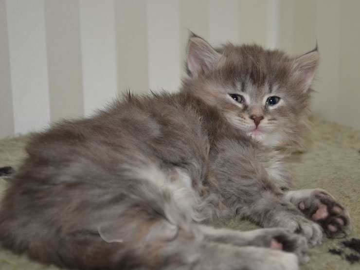 sibirisk kattunge Selene