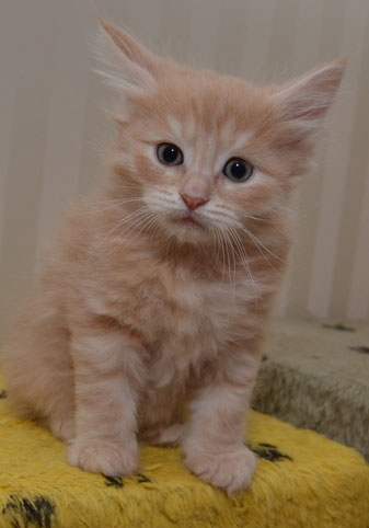 sibirisk kattunge Remus