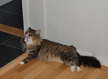 sibirisk katt Mitzi