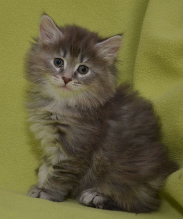 sibirisk kattunge Selene