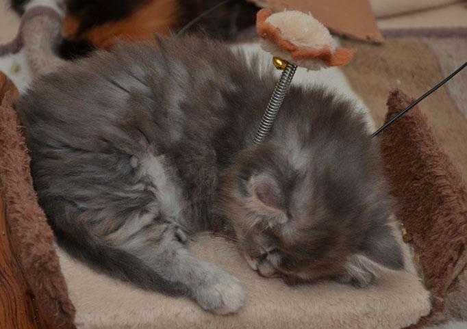 sibirisk kattunge Selene