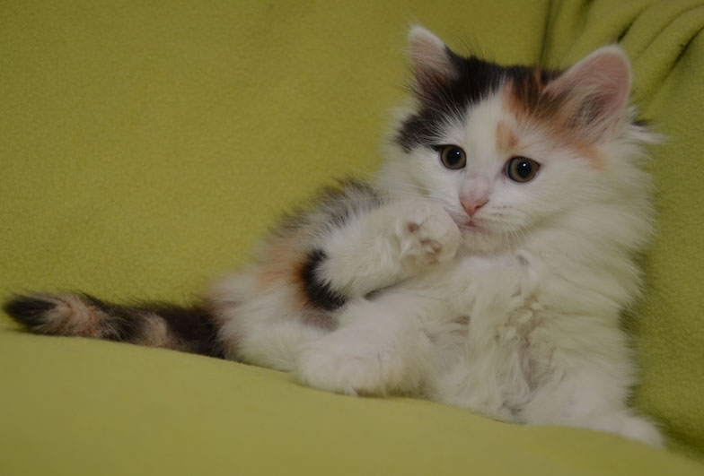 sibirisk kattunge Rowena