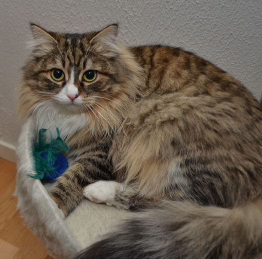 sibirisk katt Mitzi