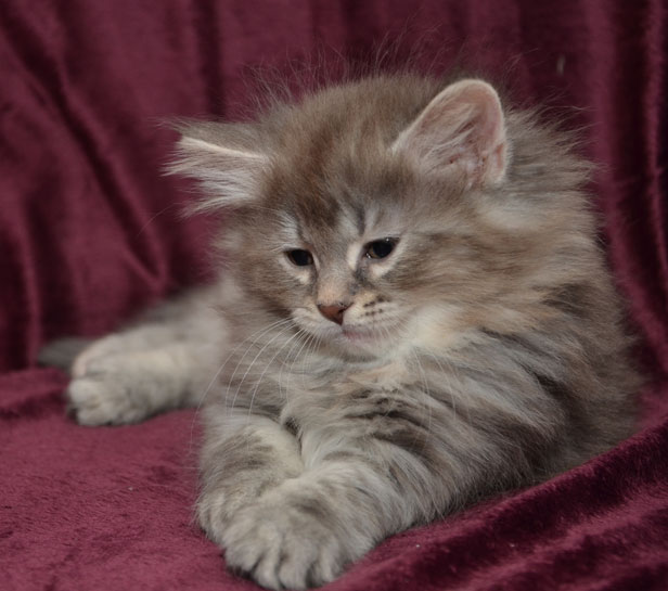 sibirisk kattunge Selene