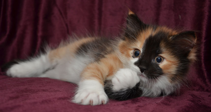 sibirisk kattunge Sidney