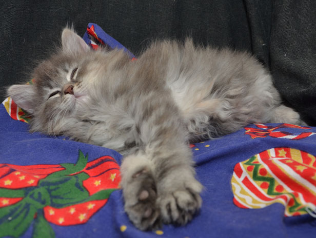 sibirisk kattunge Selene