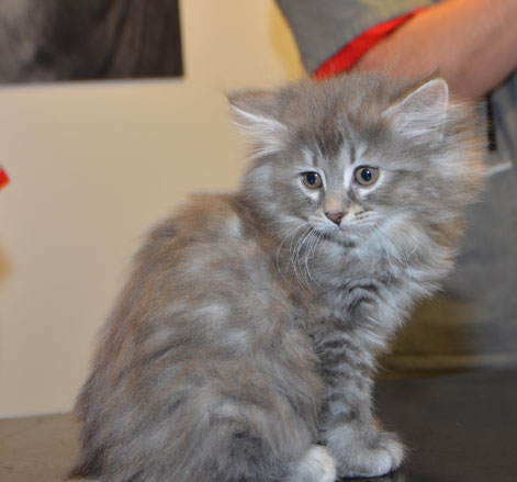 sibirisk kattunge Selene