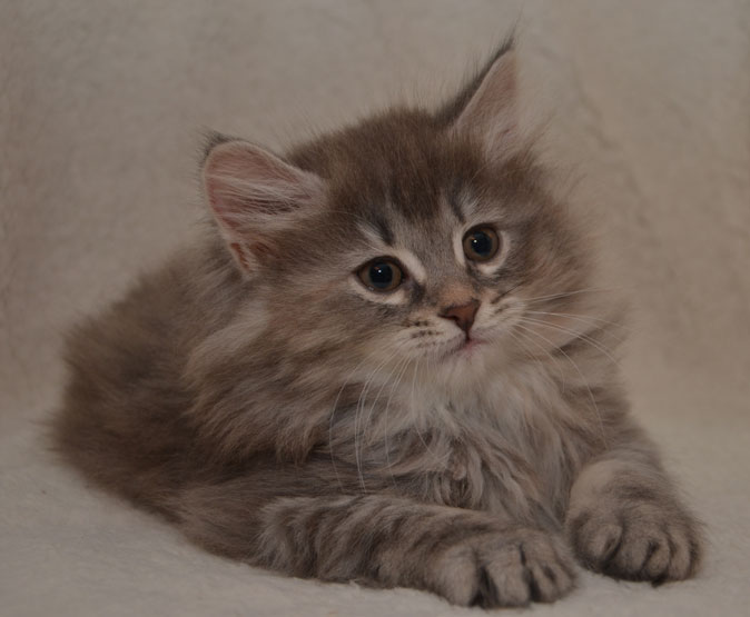 sibirisk kattunge Selene