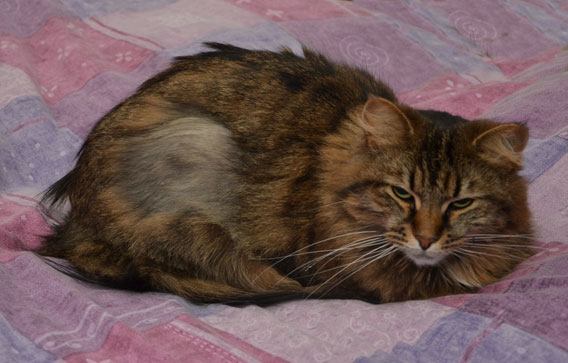 sibirisk katt Gosha