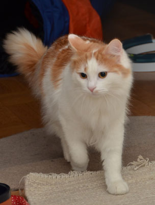 sibirisk katt Newell