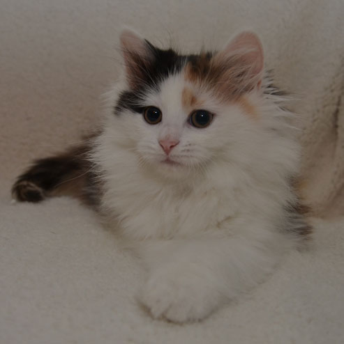 sibirisk kattunge Rowena