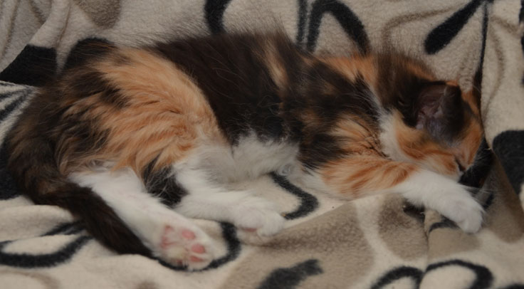 sibirisk kattunge Sidney