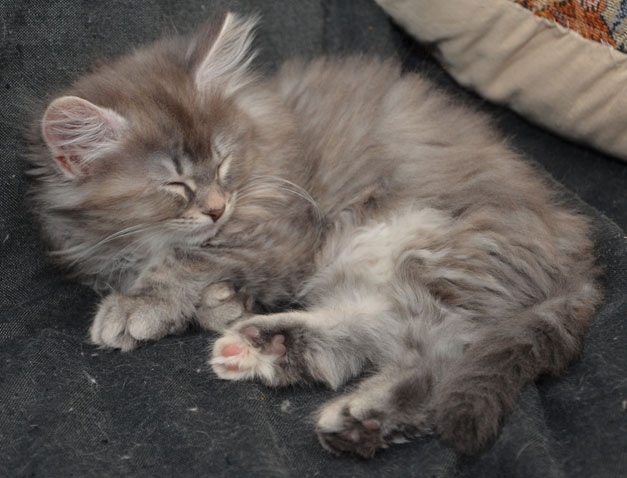 sibirisk kattunge Selene