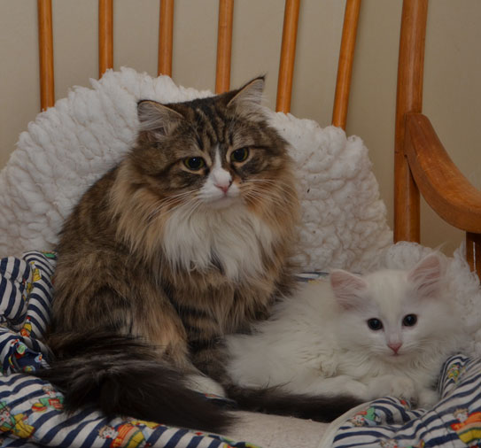 sibirisk katt Miyzi med sonen Quorn