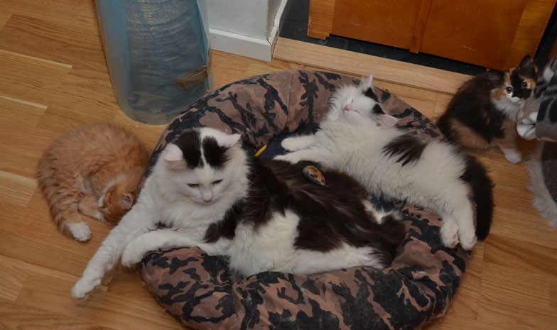 Sibirsk katt Junior med sina barn