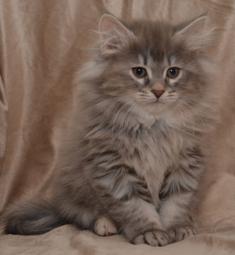 sibirisk kattunge Selene