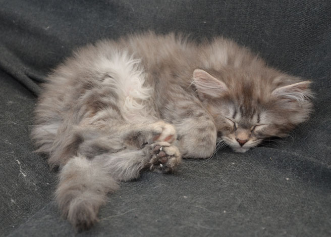 sibirisk kattunge Selene