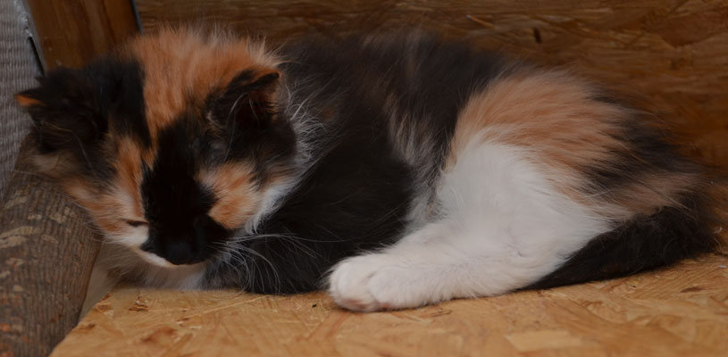 sibirisk kattunge