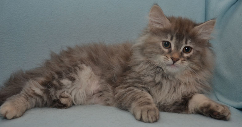 sibirisk kattunge Selene
