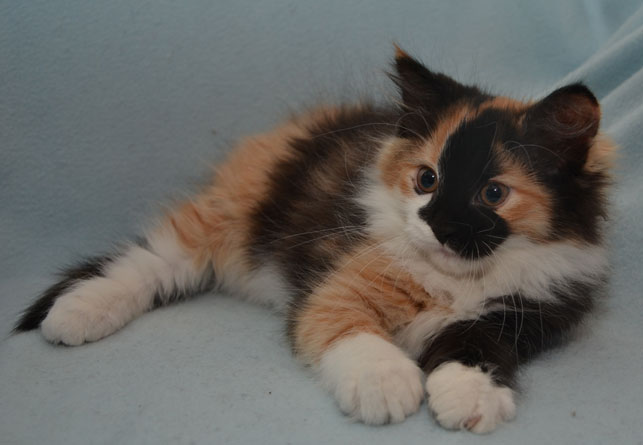 sibirisk kattunge Sidney