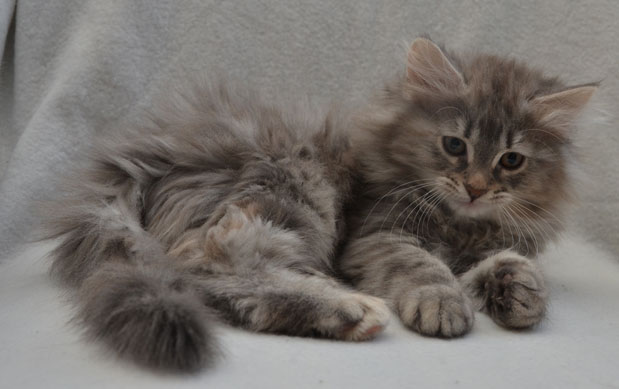 sibirisk kattunge Selene