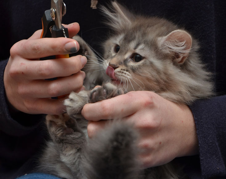 sibirisk kattunge Selene