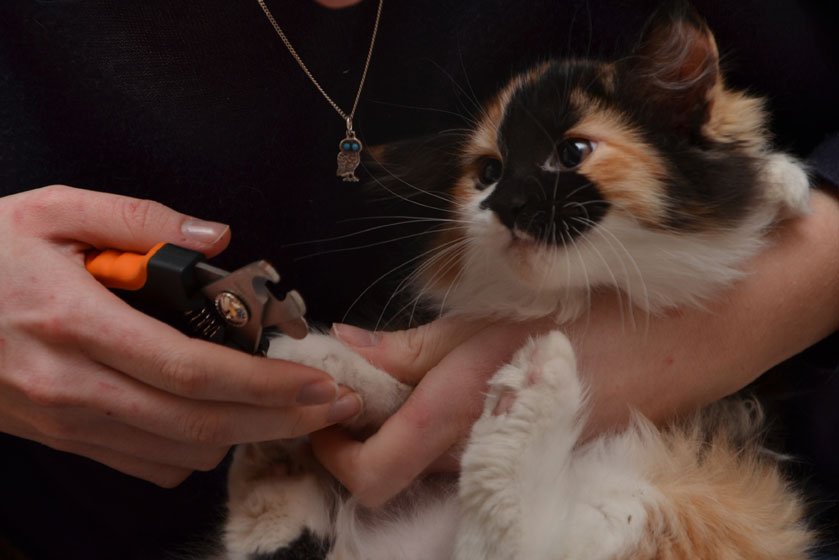 sibirisk kattunge Sidney