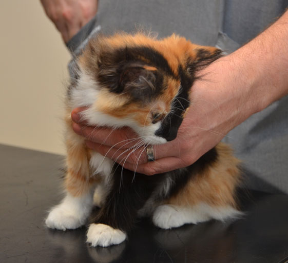 sibirisk kattunge Sidney
