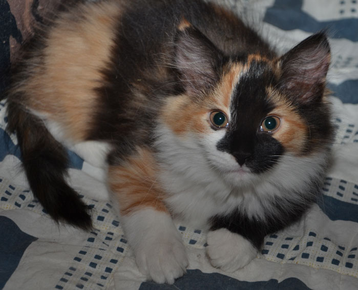sibirisk kattunge Sidney
