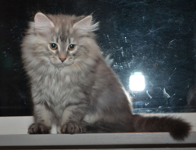 sibirisk kattunge Selene
