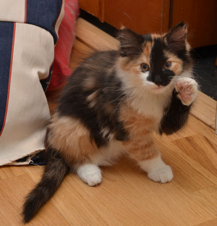 sibirisk kattunge Sidney