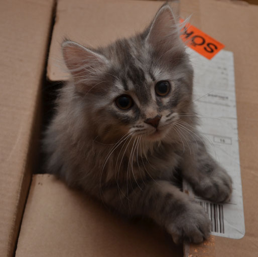 sibirisk kattunge Selene